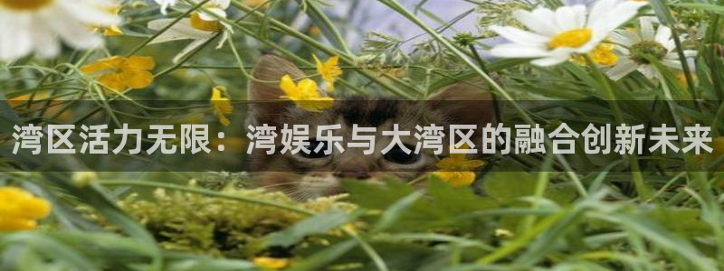 美狮贵宾会网页登陆：湾区活力无限：湾娱乐与大湾区的融合创新未来